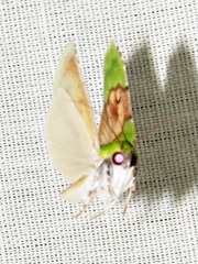 Lophocrama phoenicochlora