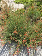 Penstemon pinifolius