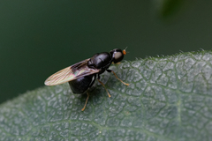 Pachygastrinae