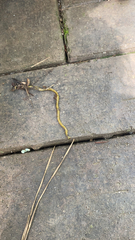 Diversibipalium multilineatum