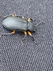 Haplandrus fulvipes