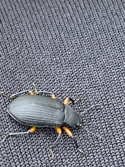 Haplandrus fulvipes