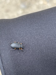 Haplandrus fulvipes