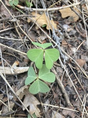 Oxalis metcalfei