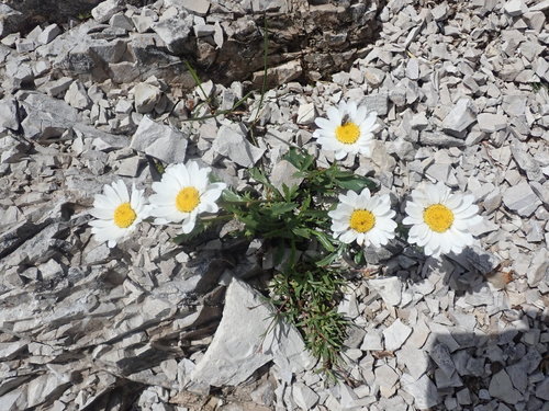 Image of Leucanthemum halleri by (c) agujaceratops, some rights reserved (CC BY)