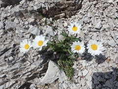 Leucanthemum halleri