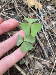 Oxalis metcalfei