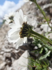 Leucanthemum halleri