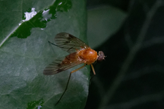 Chrysopilus laetus