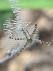 Argiope aurantia