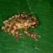 Calypsa Tree Frog - Photo (c) STRI, some rights reserved (CC BY-NC)