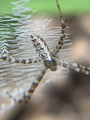 Argiope aurantia