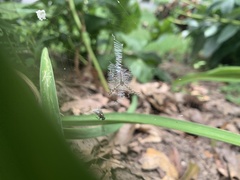 Argiope aurantia