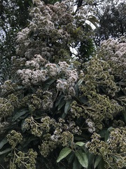 Critoniopsis