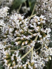Critoniopsis