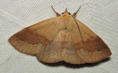 Ophyx ochroptera