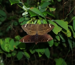 Noctuoidea