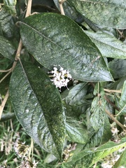 Critoniopsis