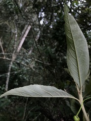 Critoniopsis