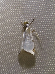 Argyria lacteella