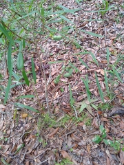 Asimina angustifolia