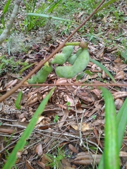Asimina angustifolia