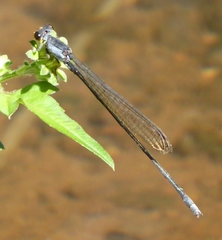Pseudagrion pruinosum