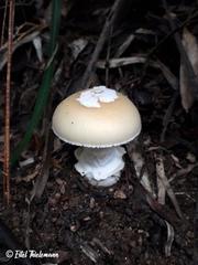 Amanita toxica