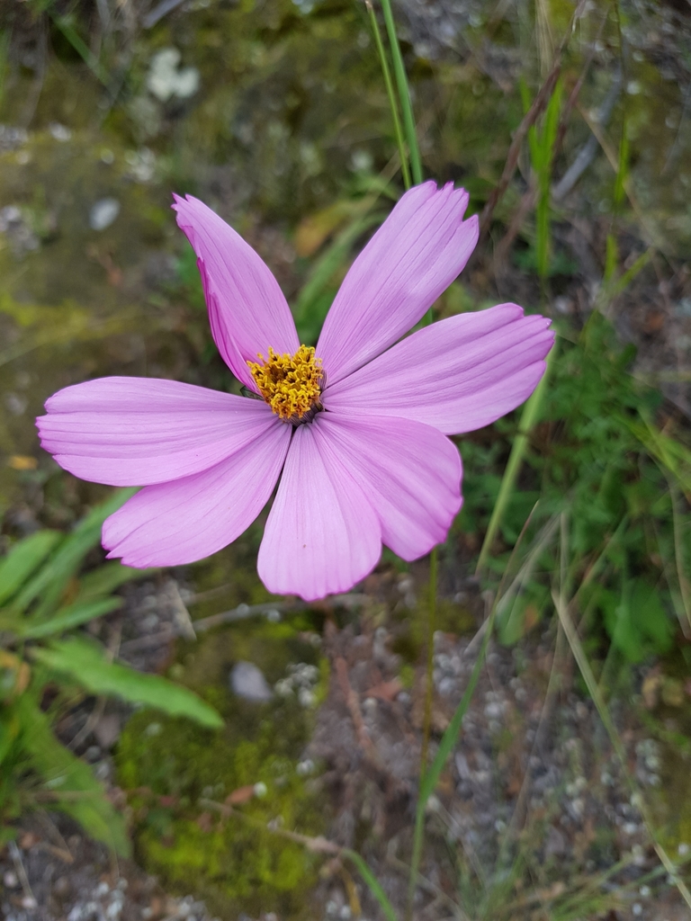 Cosmos peucedanifolius