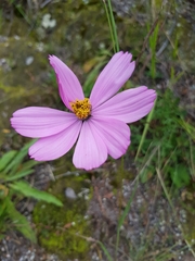 Cosmos peucedanifolius