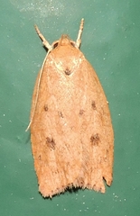 Prionocris complanula