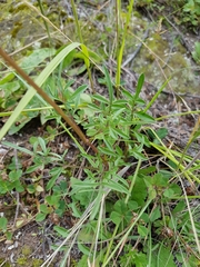 Cosmos peucedanifolius