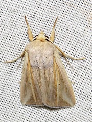 Mythimna tincta
