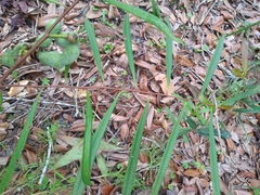 Asimina angustifolia