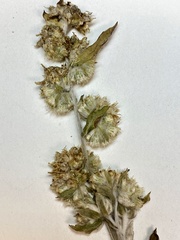 Gamochaeta antillana