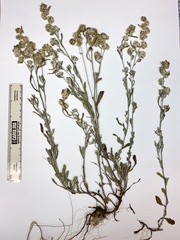 Gamochaeta antillana