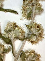 Gamochaeta antillana