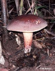 Boletus loyita