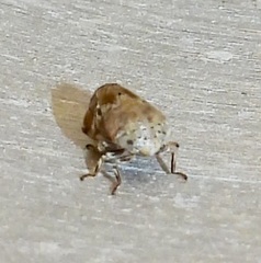 Clastoptera laevigata