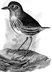 Santa Marta Antpitta photo 3
