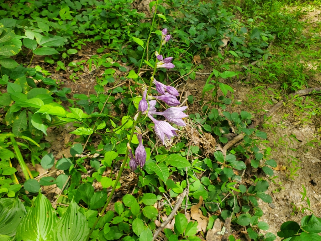 Hosta ventricosa; photograph (c) Luke Wildfire, some rights reserved (CC BY)