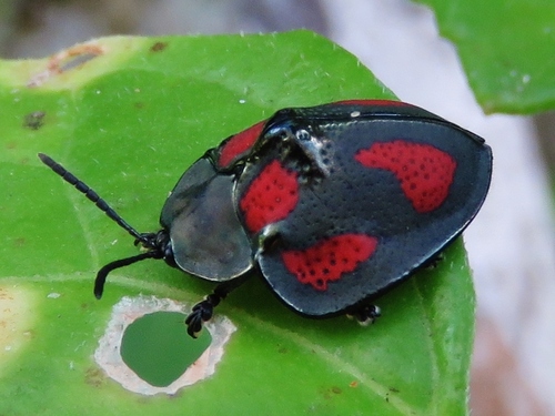 Stolas punicea
