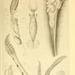 Cranchiinae - Photo (c) Biodiversity Heritage Library,  זכויות יוצרים חלקיות (CC BY)