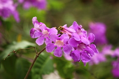 Podranea ricasoliana