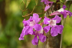 Podranea ricasoliana