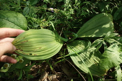 Veratrum nigrum