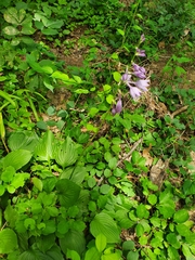 Hosta ventricosa
