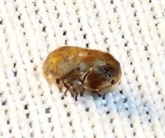 Clastoptera laevigata