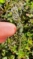Veronica bellidioides