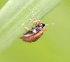 Hypocassida subferruginea